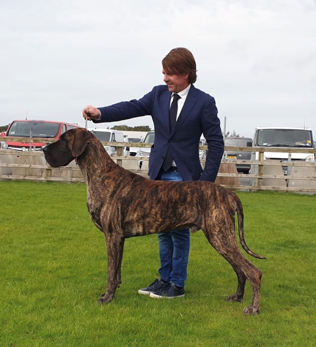 HOT Brindle Dog Great Dane Tiger Tiger Great Dane Dog Fluffy